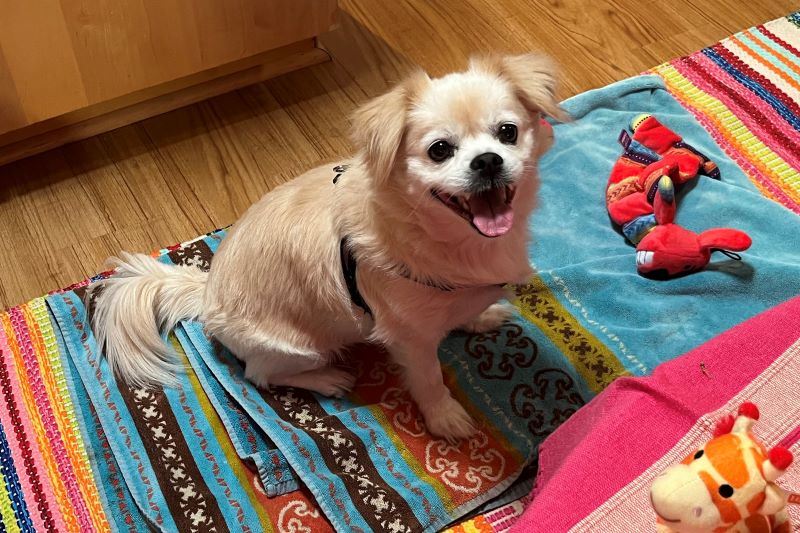 a small dog sitting on a table